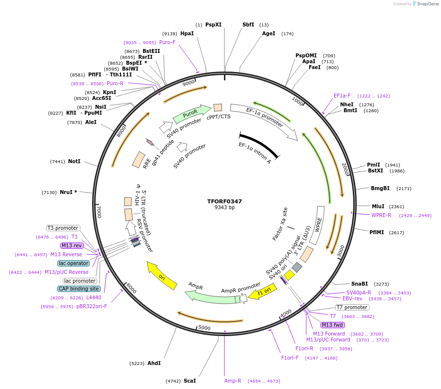 143398-plasmid-map-sequence-id-423572