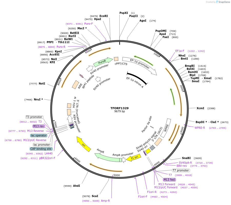 143789-plasmid-map-sequence-id-423575