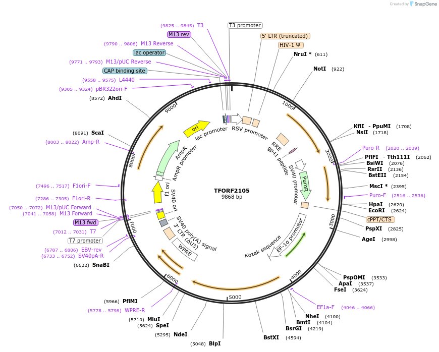 143869-plasmid-map-sequence-id-423576