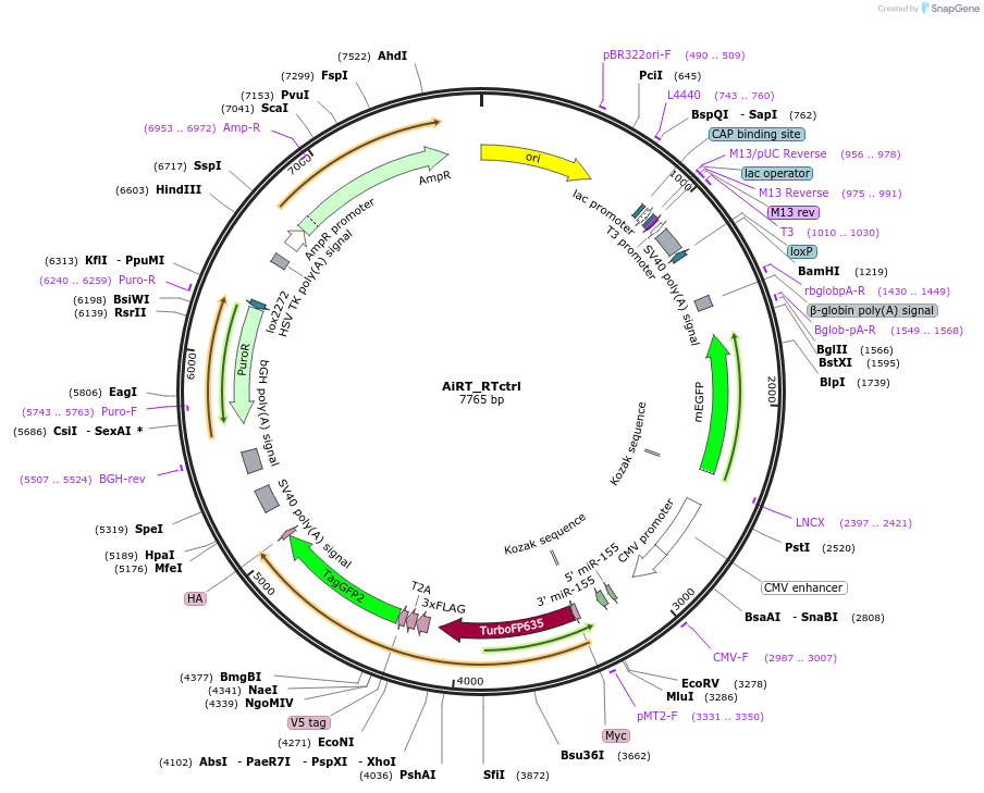 214070-plasmid-map-sequence-id-423656