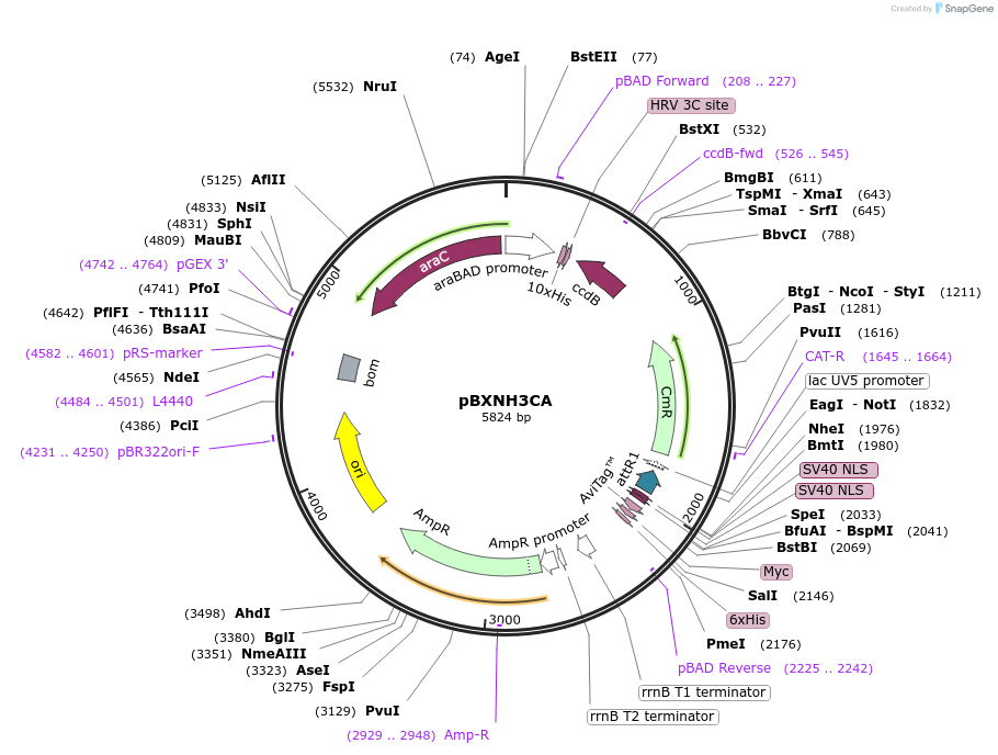 47069-plasmid-map-sequence-id-423657