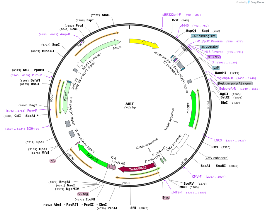 214067-plasmid-map-sequence-id-423798