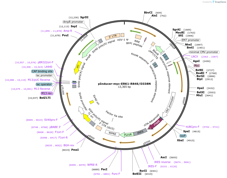 213594-plasmid-map-sequence-id-423935