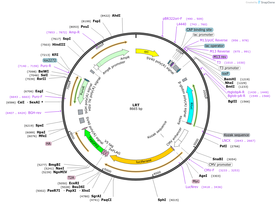 214071-plasmid-map-sequence-id-423951