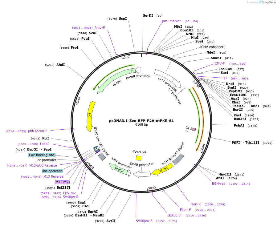 214366-plasmid-map-sequence-id-423967