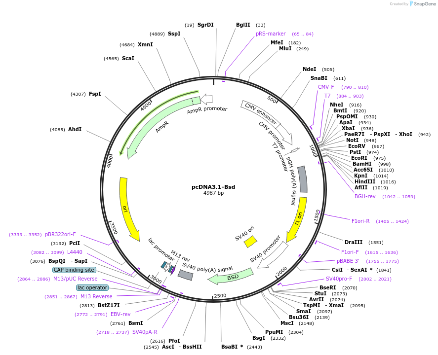 214370-plasmid-map-sequence-id-423968