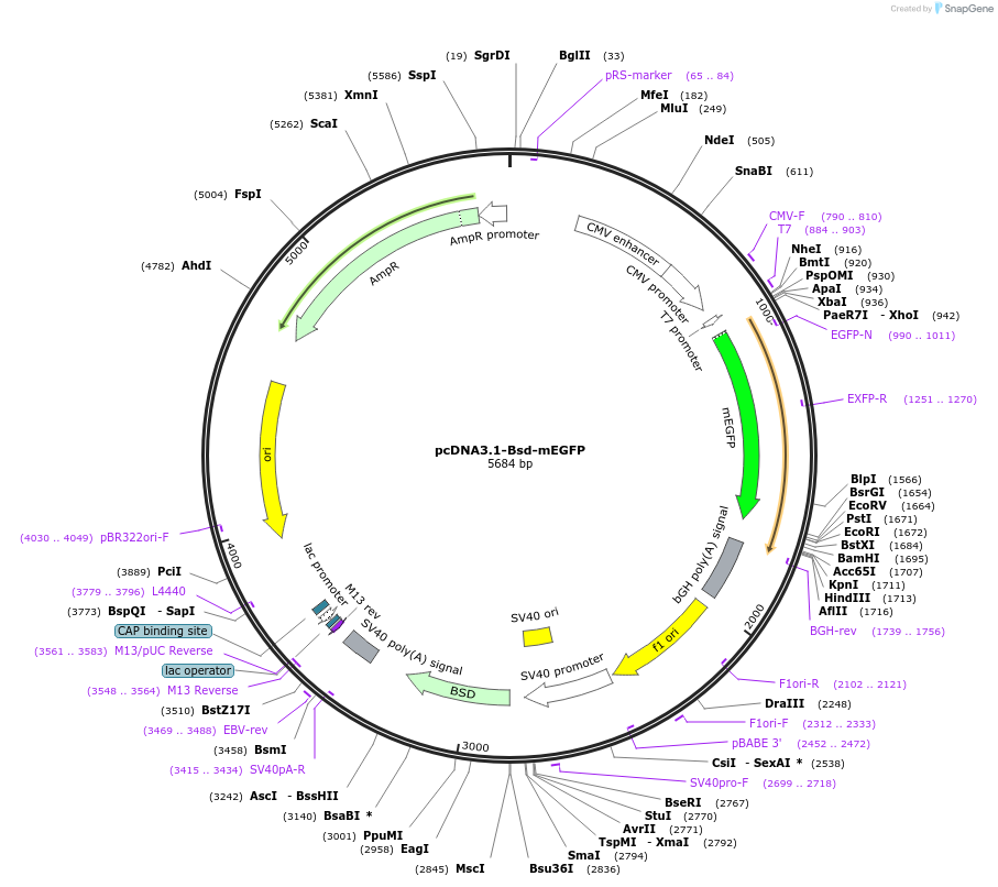 214369-plasmid-map-sequence-id-423969