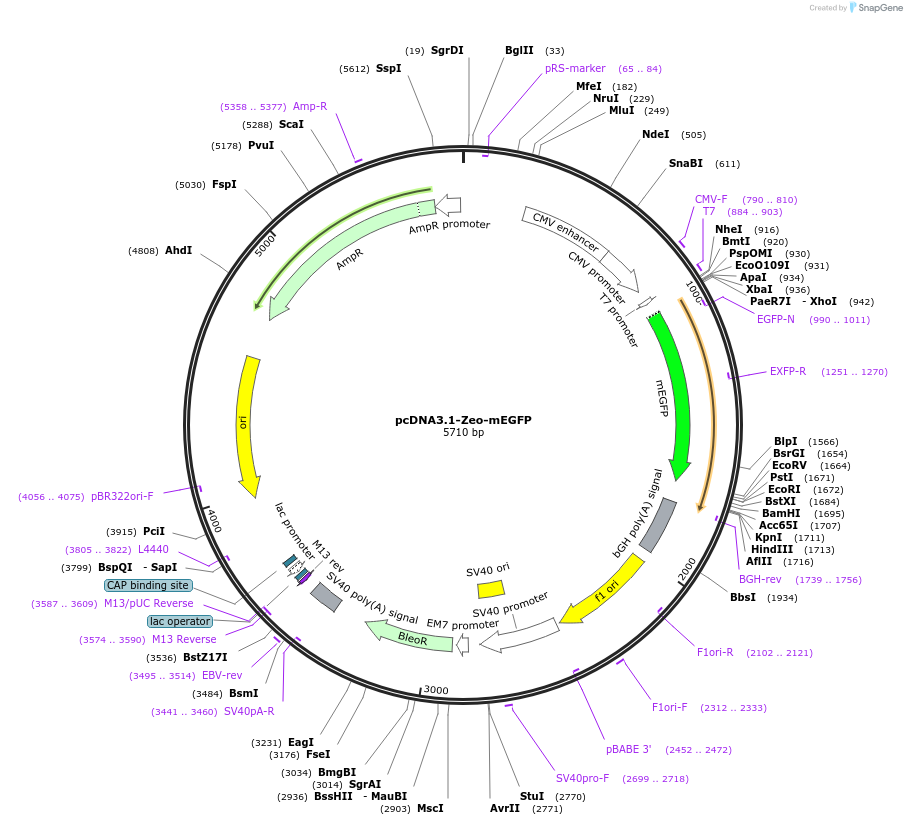 214145-plasmid-map-sequence-id-423970