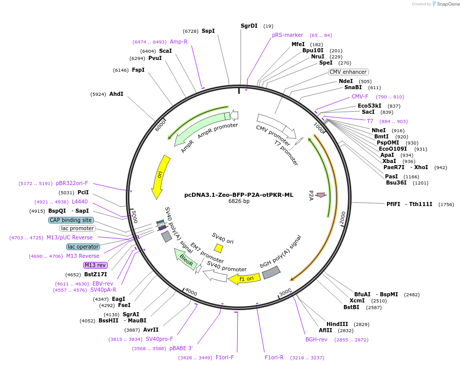 214365-plasmid-map-sequence-id-423973