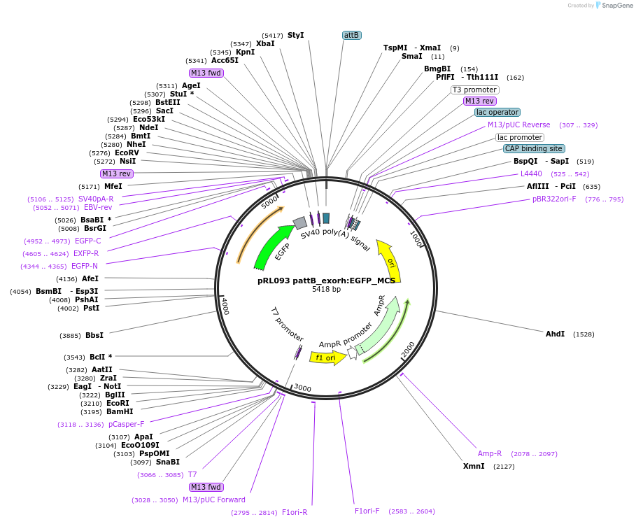 213514-plasmid-map-sequence-id-423974