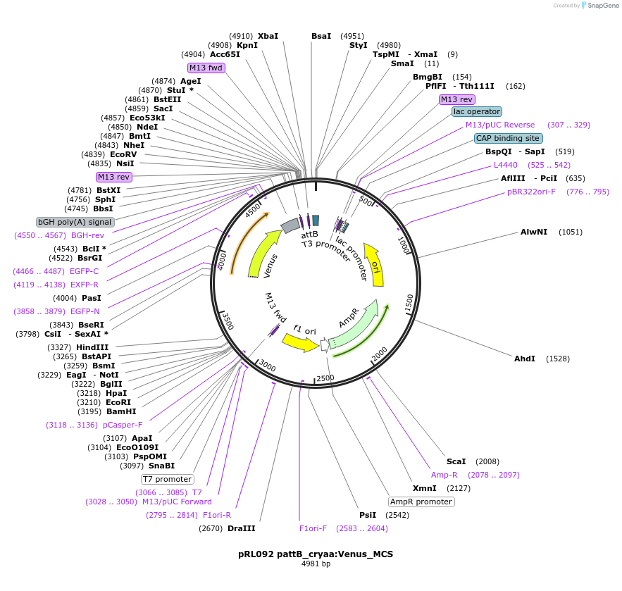 213513-plasmid-map-sequence-id-423975
