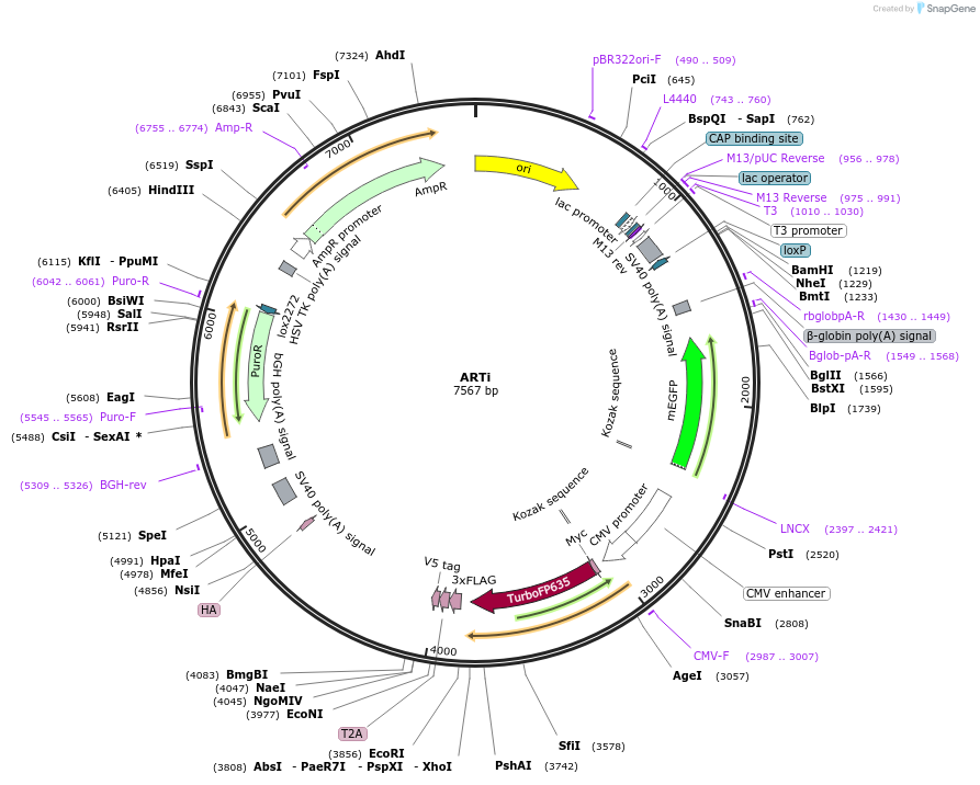 214064-plasmid-map-sequence-id-423977