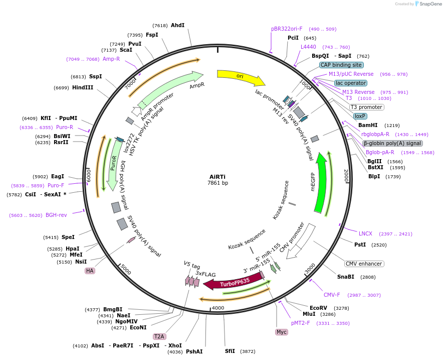 214068-plasmid-map-sequence-id-423979