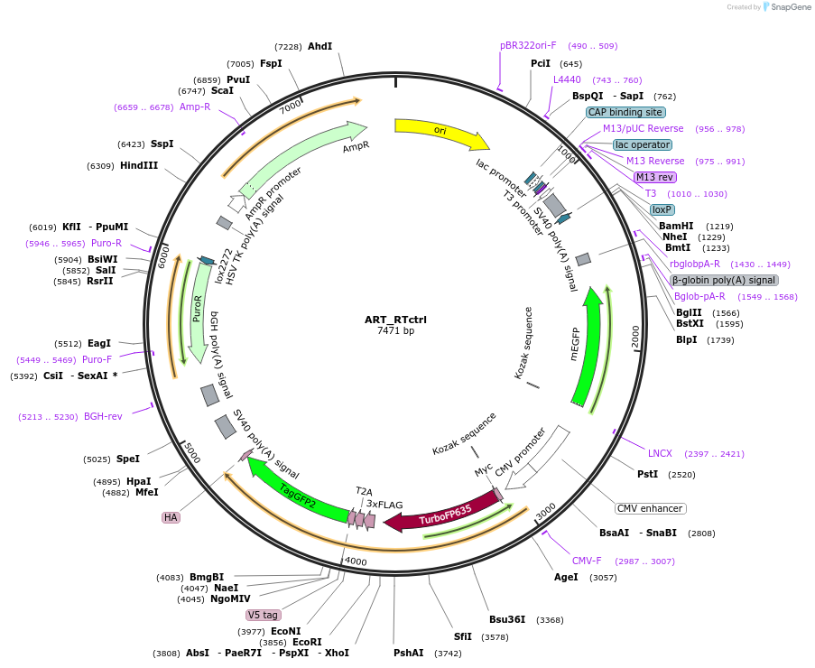 214066-plasmid-map-sequence-id-423981