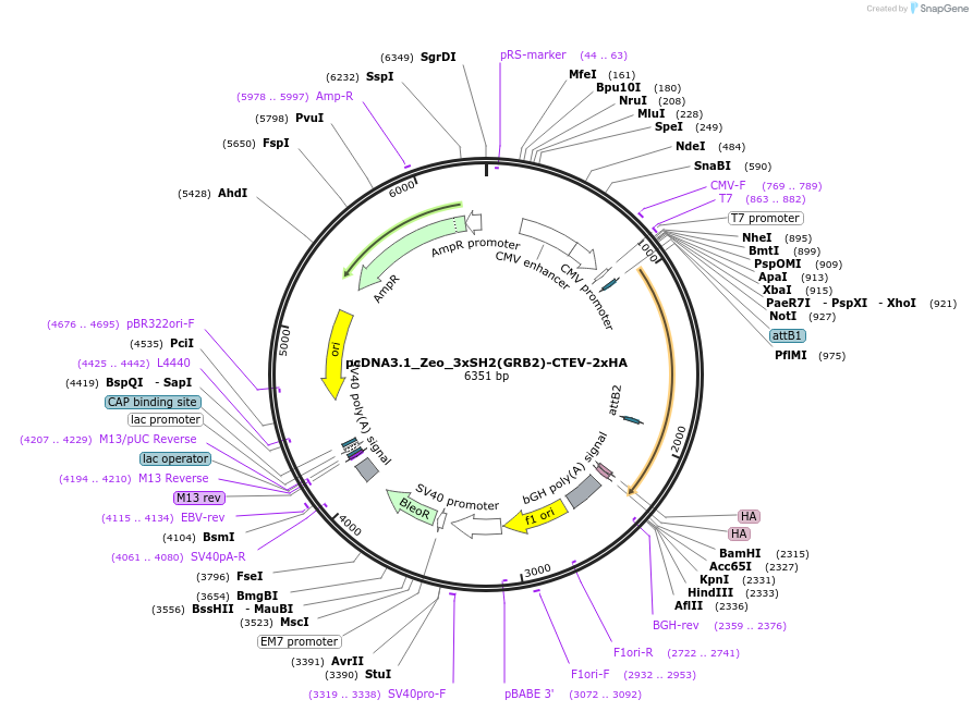 214614-plasmid-map-sequence-id-423989