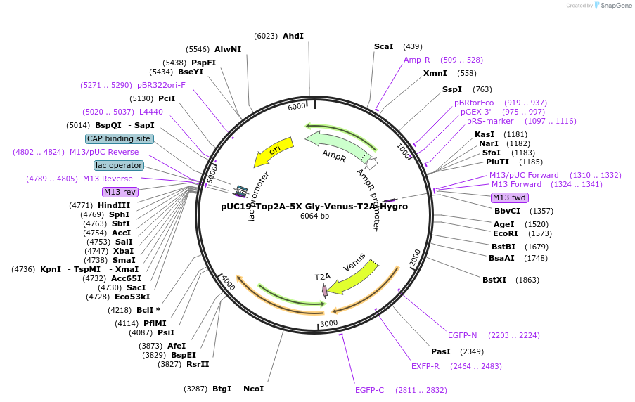 211115-plasmid-map-sequence-id-423991