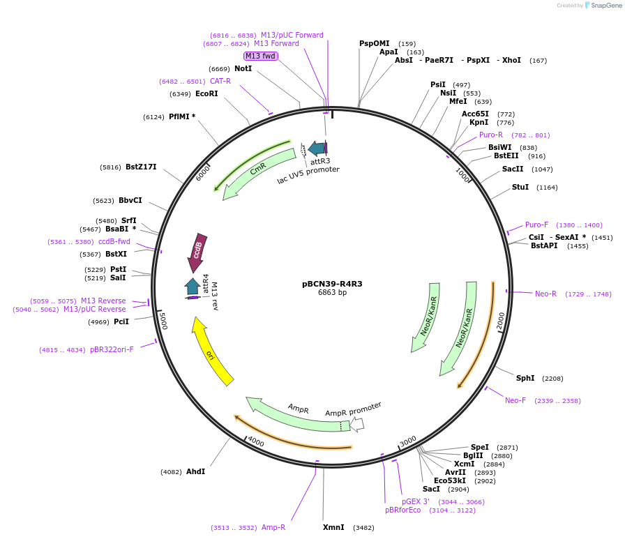 34914-plasmid-map-sequence-id-42400