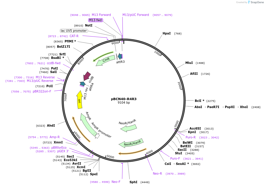 34915-plasmid-map-sequence-id-42401