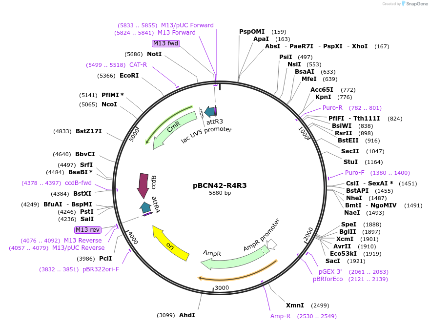 34917-plasmid-map-sequence-id-42403