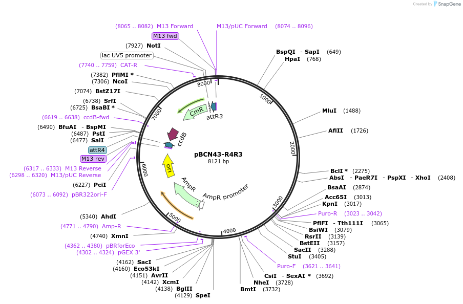 34918-plasmid-map-sequence-id-42404