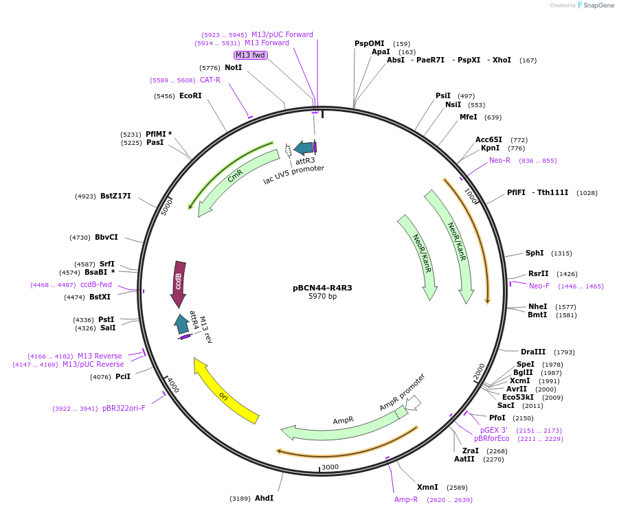 34919-plasmid-map-sequence-id-42405
