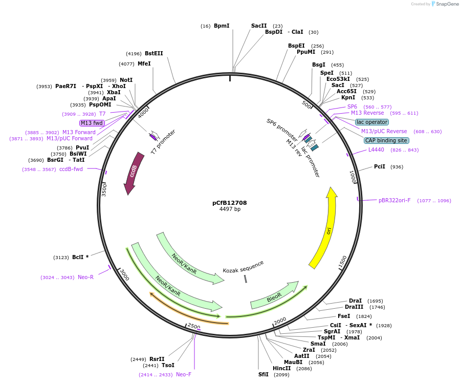 212678-plasmid-map-sequence-id-424054