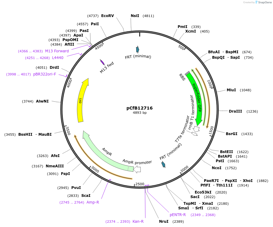 212690-plasmid-map-sequence-id-424055
