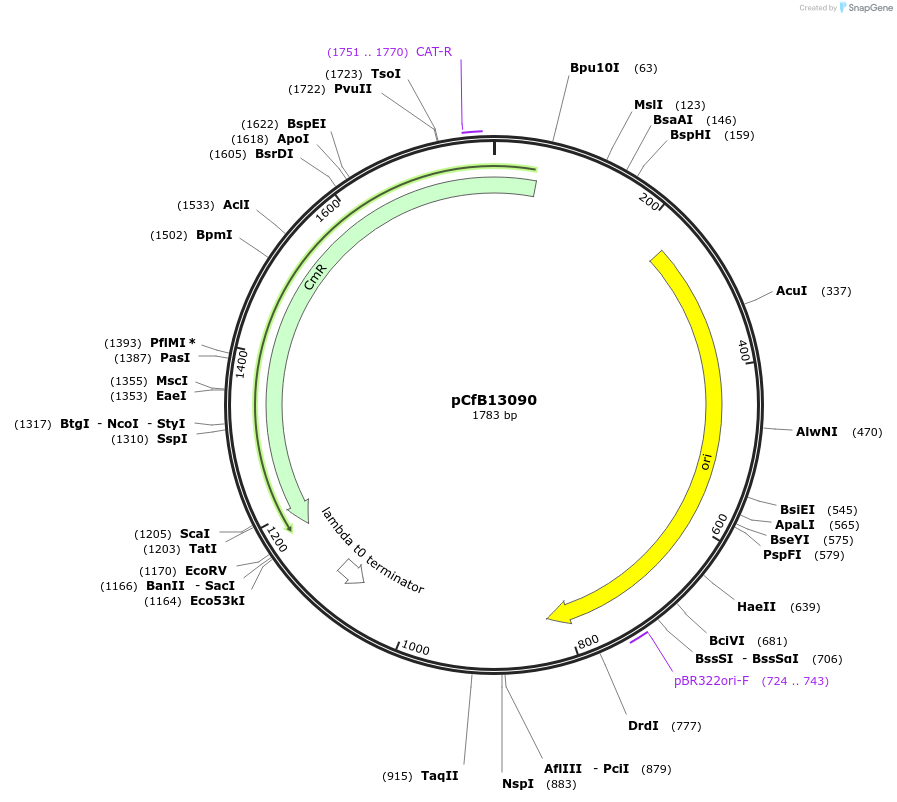 212679-plasmid-map-sequence-id-424067