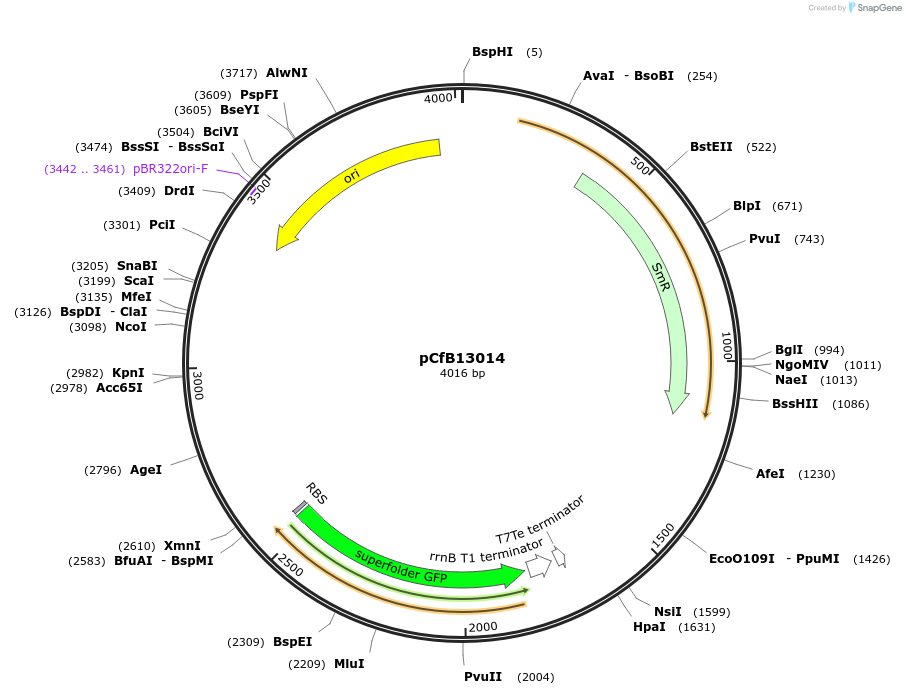 212685-plasmid-map-sequence-id-424068