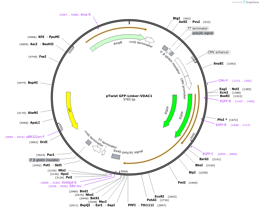211735-plasmid-map-sequence-id-424070