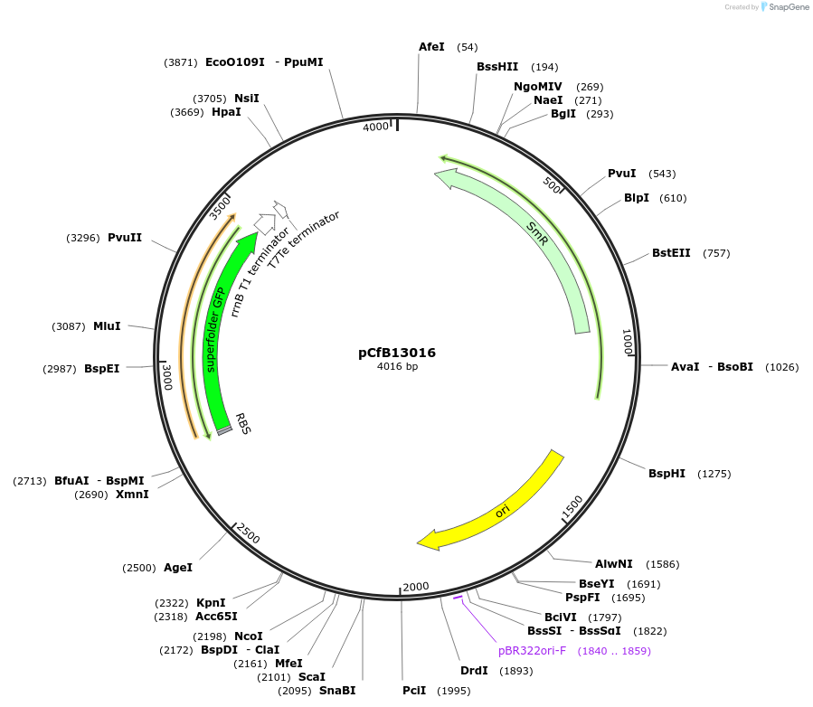 212687-plasmid-map-sequence-id-424072