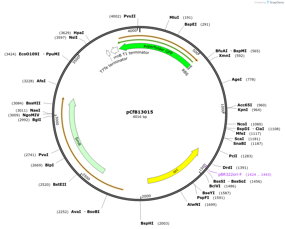 212686-plasmid-map-sequence-id-424074