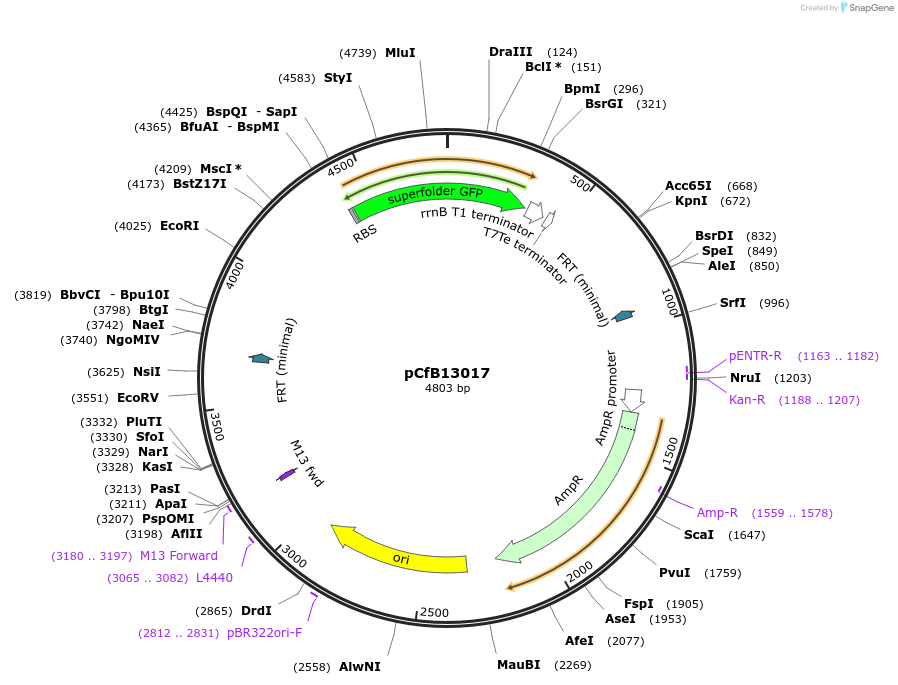 212693-plasmid-map-sequence-id-424077