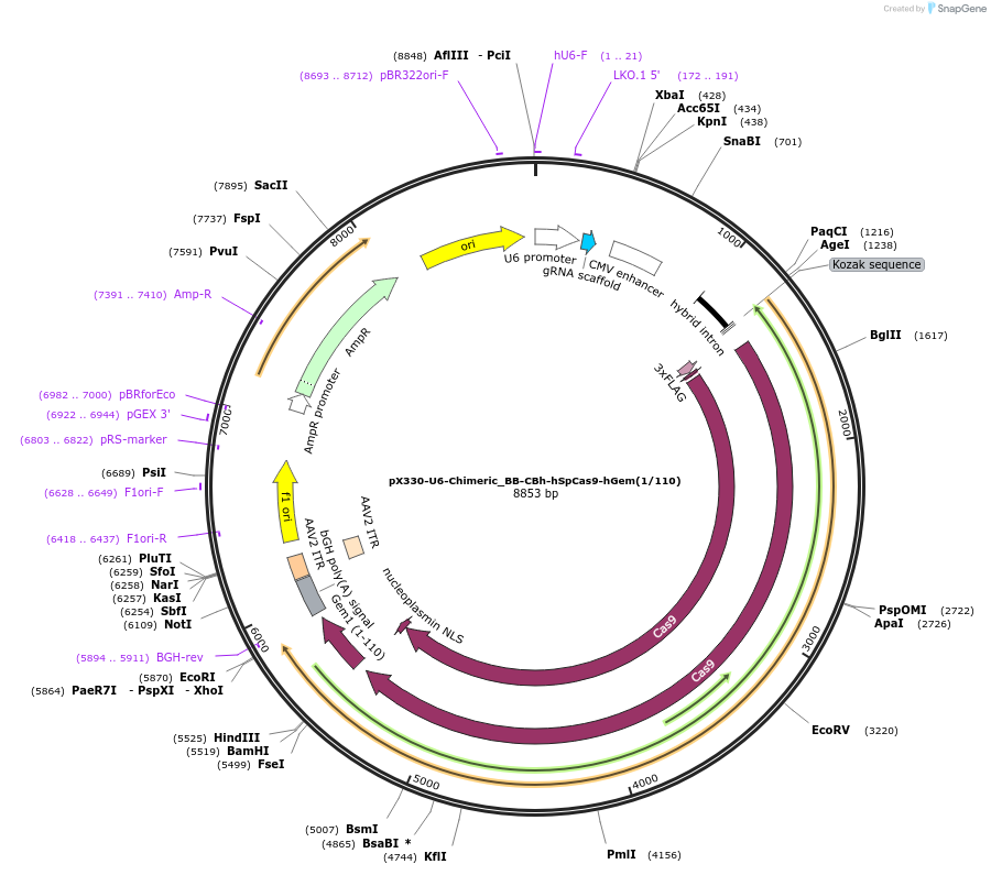 71707-plasmid-map-sequence-id-424083