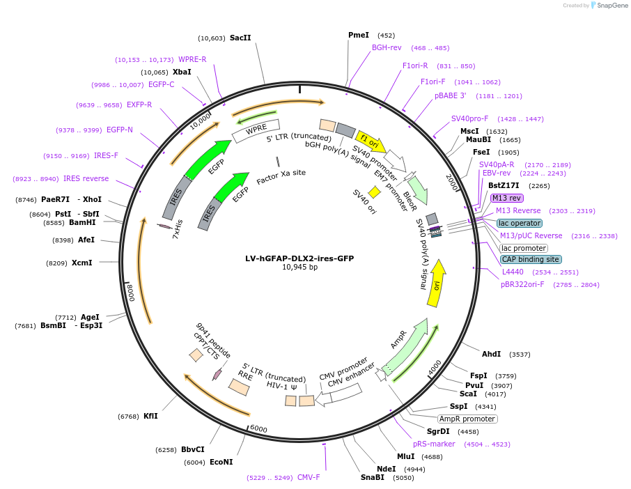 213602-plasmid-map-sequence-id-424094