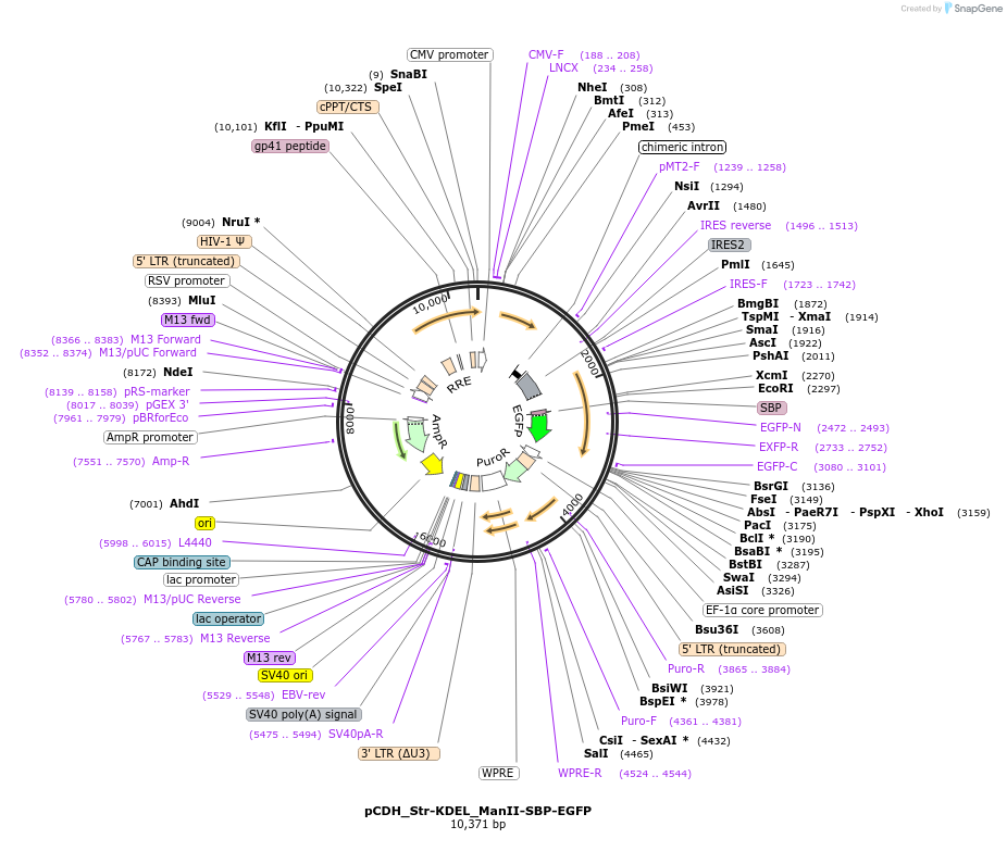 65258-plasmid-map-sequence-id-424112