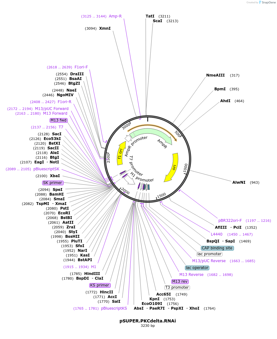 10819-plasmid-map-sequence-id-424142