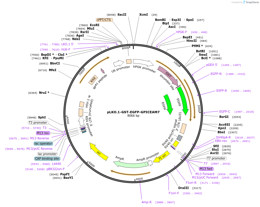 213718-plasmid-map-sequence-id-424185