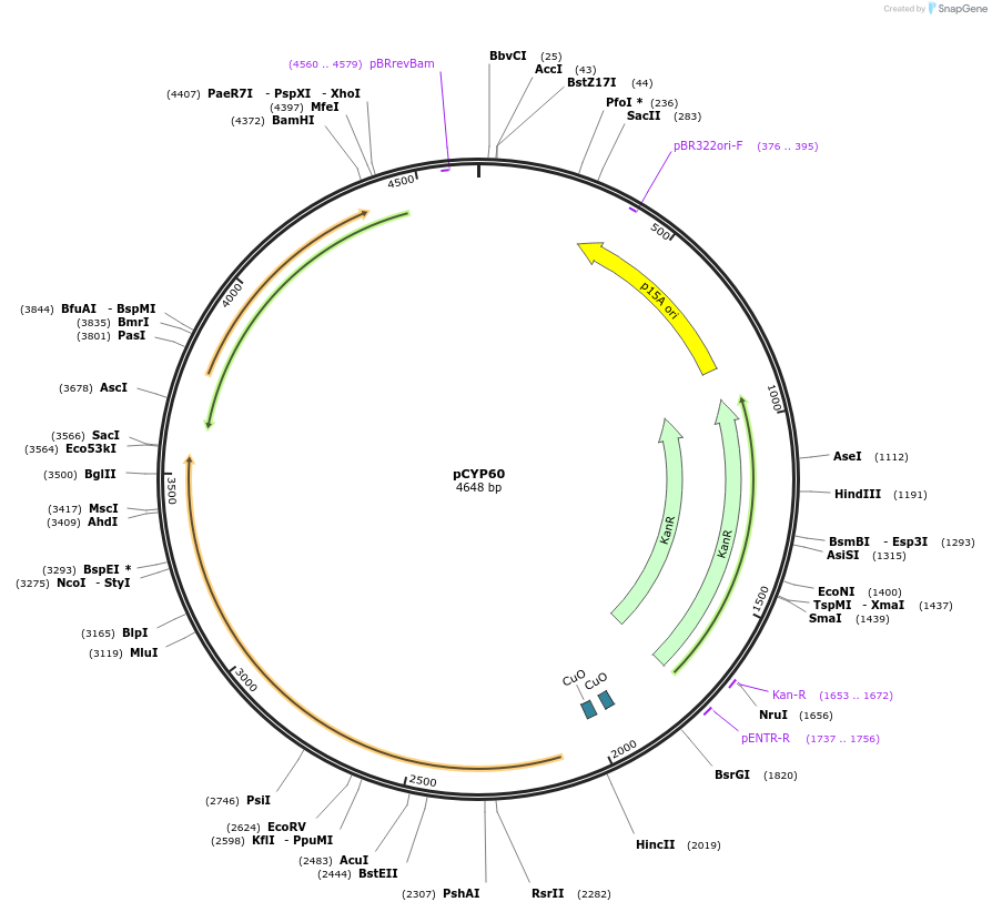 212893-plasmid-map-sequence-id-424230