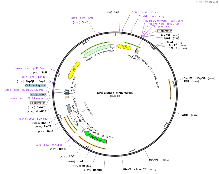 214123-plasmid-map-sequence-id-424234