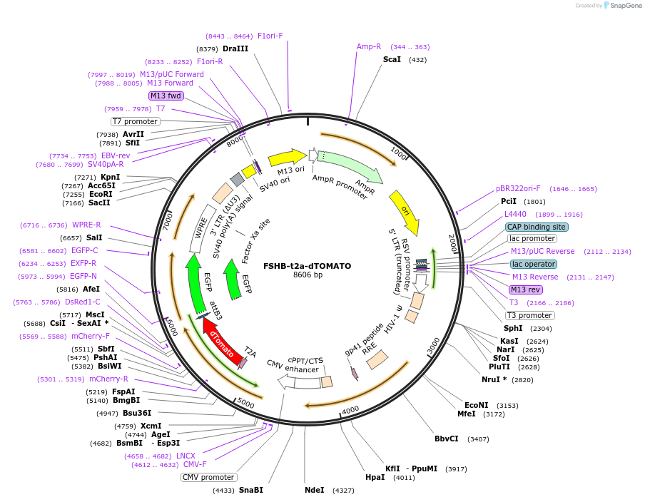 205597-plasmid-map-sequence-id-424239