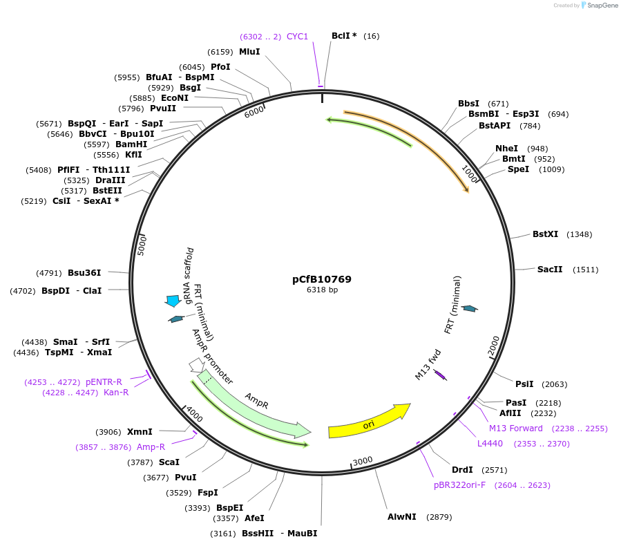 212694-plasmid-map-sequence-id-424253