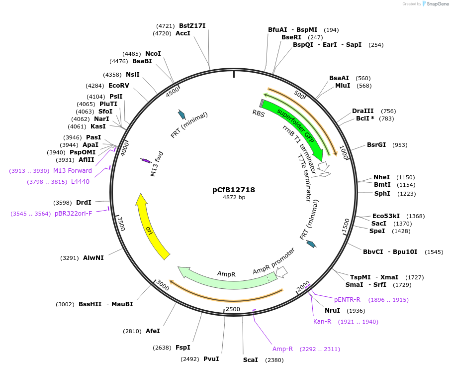 212692-plasmid-map-sequence-id-424256