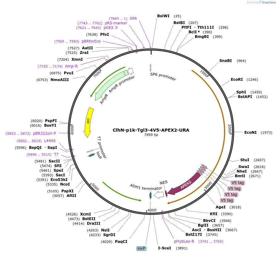 207059-plasmid-map-sequence-id-424259