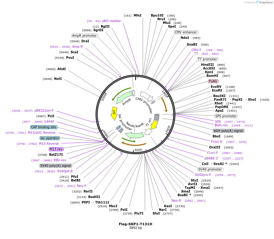 424281_map