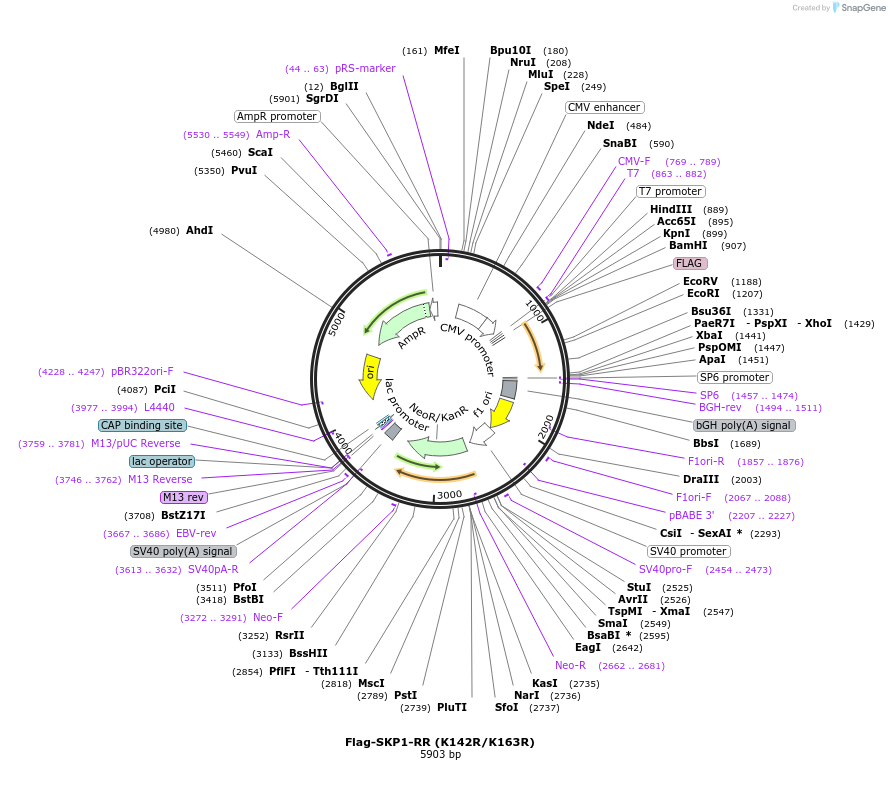 213425-plasmid-map-sequence-id-424286
