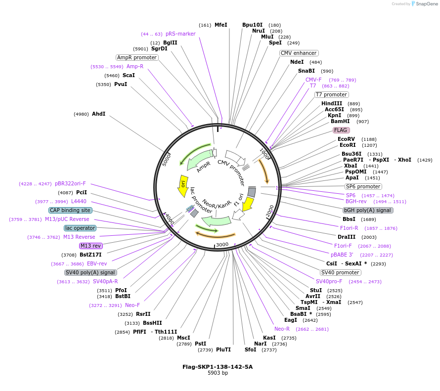 424289_map
