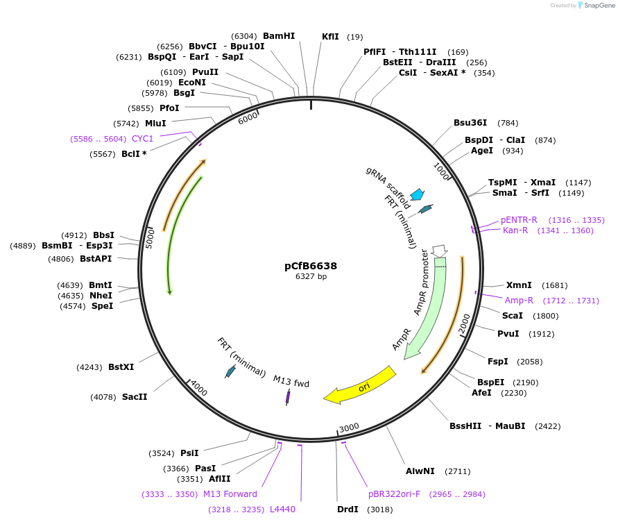 212698-plasmid-map-sequence-id-424297