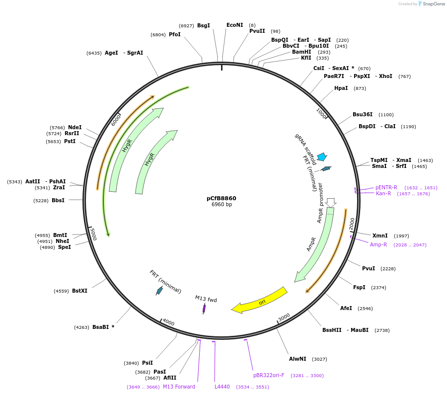212697-plasmid-map-sequence-id-424298
