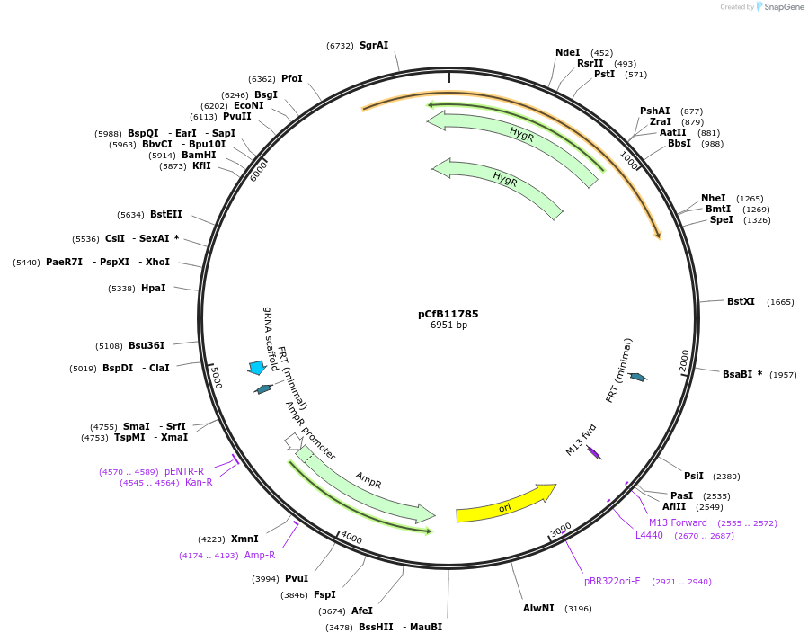 212699-plasmid-map-sequence-id-424299